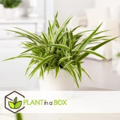 Chlorophytum Comosum 'Atlantic' - Set Van 6 - Pot 12cm - Hoogte 25-40cm -Exporteren Tuin Verge Winkel 1000084411 0102