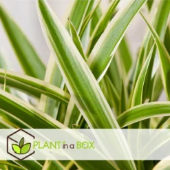 Chlorophytum Comosum 'Atlantic' - Set Van 6 - Pot 12cm - Hoogte 25-40cm -Exporteren Tuin Verge Winkel 1000084411 0103