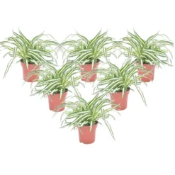 Chlorophytum Comosum 'Atlantic' - Set Van 6 - Pot 12cm - Hoogte 25-40cm