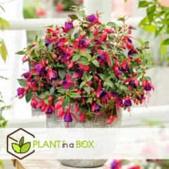Fuchsia - Mix Van 6 - Sarah, Lady Thumb, Ricartonnii - Pot 9cm - Hoogte 10-20cm -Exporteren Tuin Verge Winkel 1000084412 0103