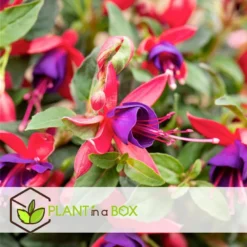 Fuchsia - Mix Van 6 - Sarah, Lady Thumb, Ricartonnii - Pot 9cm - Hoogte 10-20cm -Exporteren Tuin Verge Winkel 1000084412 0104