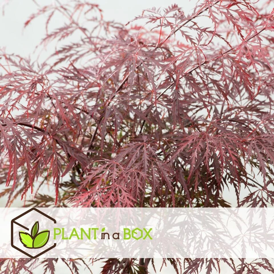 Acer Palmatum 'Garnet' - Set Van 2 - Esdoorn - Pot 19cm - Hoogte 60-70cm 2 Acer Palmatum 'Garnet' - Set Van 2 - Esdoorn - Pot 19cm - Hoogte 60-70cm - Afbeelding 2