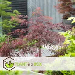 Acer Palmatum 'Garnet' - Set Van 2 - Esdoorn - Pot 19cm - Hoogte 60-70cm 6 Acer Palmatum 'Garnet' - Set Van 2 - Esdoorn - Pot 19cm - Hoogte 60-70cm -Exporteren Tuin Verge Winkel 1000084415 0103