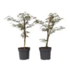 Acer Palmatum 'Garnet' - Set Van 2 - Esdoorn - Pot 19cm - Hoogte 60-70cm