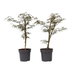 Acer Palmatum 'Garnet' - Set Van 2 - Esdoorn - Pot 19cm - Hoogte 60-70cm