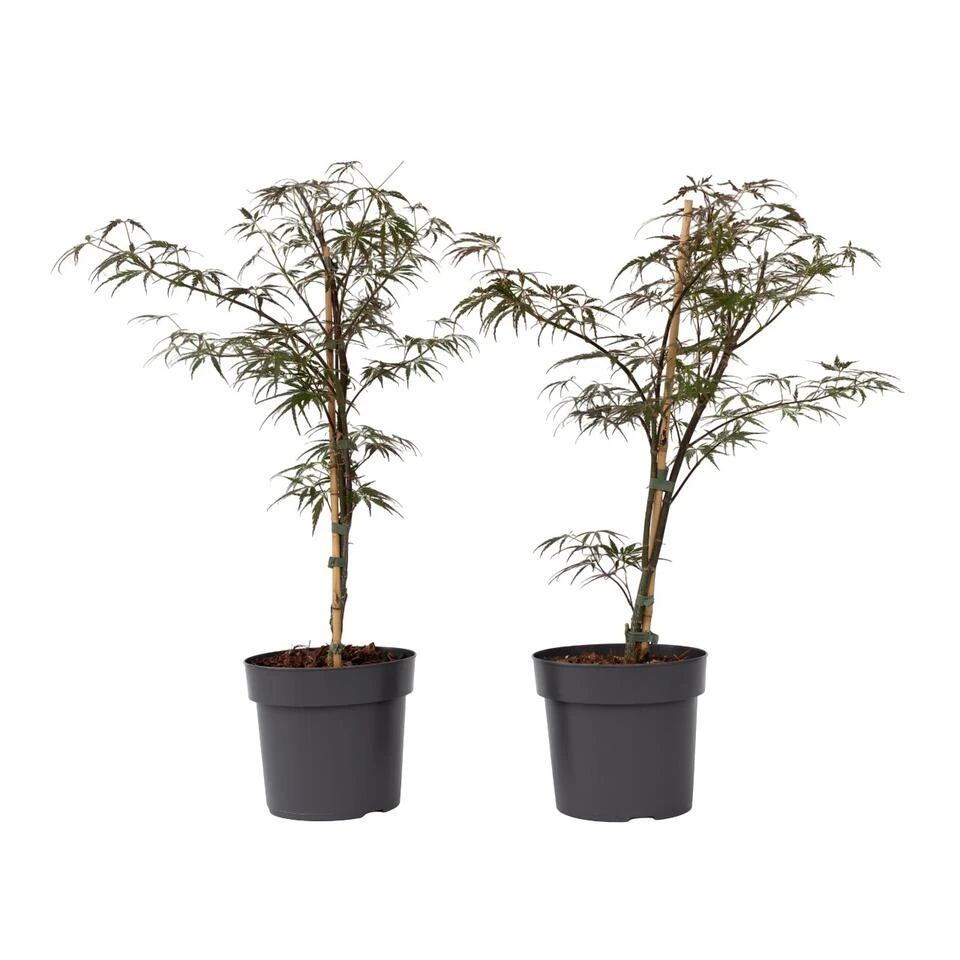 Acer Palmatum 'Garnet' - Set Van 2 - Esdoorn - Pot 19cm - Hoogte 60-70cm 1 Acer Palmatum 'Garnet' - Set Van 2 - Esdoorn - Pot 19cm - Hoogte 60-70cm