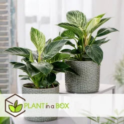 Home Mix - Mix Van 3 - Makkelijk Te Verzorgen - Pot 12cm - Hoogte 25-40cm -Exporteren Tuin Verge Winkel 1000084416 0104