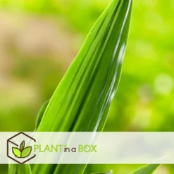 Dracaena Fragrans Janet Craig - XXL - Pot 24cm - Hoogte 140-150cm -Exporteren Tuin Verge Winkel 1000084417 0102