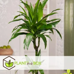 Dracaena Fragrans Janet Craig - XXL - Pot 24cm - Hoogte 140-150cm -Exporteren Tuin Verge Winkel 1000084417 0103