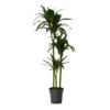 Dracaena Fragrans Janet Craig - XXL - Pot 24cm - Hoogte 140-150cm