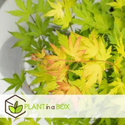 Acer 'Orange Dream' - Set Van 2 - Japanse Esdoorn - Pot 19cm - Hoogte 60-70cm -Exporteren Tuin Verge Winkel 1000084420 0103