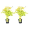 Acer 'Orange Dream' - Set Van 2 - Japanse Esdoorn - Pot 19cm - Hoogte 60-70cm