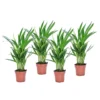 Dypsis Lutescens - Areca Goudpalm - Set Van 4 - Pot 12cm - Hoogte 30-45cm