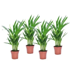 Dypsis Lutescens - Areca Goudpalm - Set Van 4 - Pot 12cm - Hoogte 30-45cm