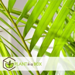 Dypsis Lutescens - Areca Goudpalm - Set Van 4 - Pot 17cm - Hoogte 60-70cm -Exporteren Tuin Verge Winkel 1000084423 0104