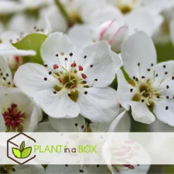 Sweet Pillar - Mix Van 6 - Malus, Pyrus, Prunus - Pot 9cm - Hoogte 60-70cm -Exporteren Tuin Verge Winkel 1000084426 0103