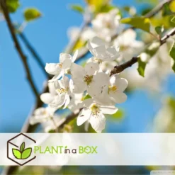 Sweet Pillar - Mix Van 6 - Malus, Pyrus, Prunus - Pot 9cm - Hoogte 60-70cm -Exporteren Tuin Verge Winkel 1000084426 0104