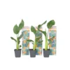 Strelitzia Reginea - Set Van 6 - Paradijsvogelbloem - Pot 9cm - Hoogte 25-40cm