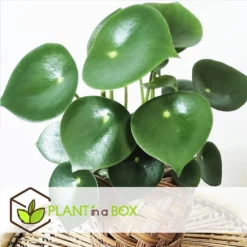 Peperomia Raindrop - Set Van 4 - Pot 12cm - Hoogte 20-30cm -Exporteren Tuin Verge Winkel 1000084430 0102