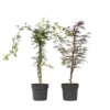 Acer Palmatum 'Garnet', 'Emerald Lace' - Mix Van 2 - Pot 19cm - Hoogte 60-70cm