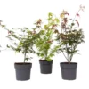 Acer Palmatum - Set Van 3 - Japanse Esdoorn - Pot 19cm - Hoogte 60-70cm