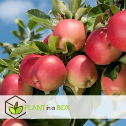 Sweet Pillar - Mix Van 3 - Malus, Pyrus, Prunus - Pot 9cm - Hoogte 60-70cm -Exporteren Tuin Verge Winkel 1000084530 0102