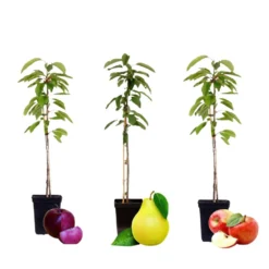 Sweet Pillar - Mix Van 3 - Malus, Pyrus, Prunus - Pot 9cm - Hoogte 60-70cm