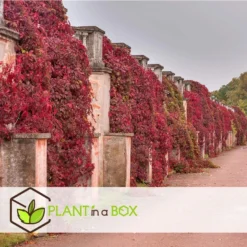 Set Van 3 Parthenocissus 'Wilde Wingerd' - Pot 9cm - Hoogte 25-40cm -Exporteren Tuin Verge Winkel 1000084533 0103