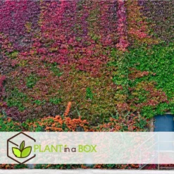 Set Van 3 Parthenocissus 'Wilde Wingerd' - Pot 9cm - Hoogte 25-40cm -Exporteren Tuin Verge Winkel 1000084533 0104