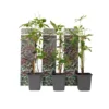 Set Van 3 Parthenocissus 'Wilde Wingerd' - Pot 9cm - Hoogte 25-40cm