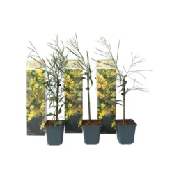 Acacia Dealbata Mimosa - Set Van 6 - Pot 9cm - Hoogte 25-40cm