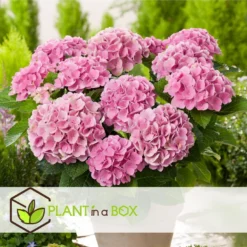 Hydrangea Macrophylla - Mix Van 6 - Horentia's - Pot 10.5cm - Hoogte 25-40cm -Exporteren Tuin Verge Winkel 1000084541 0104