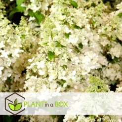 Hydrangea Paniculata 'Confetti' - Hortensia - Pot 19cm - Hoogte 25-40cm -Exporteren Tuin Verge Winkel 1000085515 0103