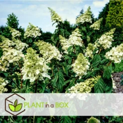Hydrangea Paniculata 'Confetti' - Hortensia - Pot 19cm - Hoogte 25-40cm -Exporteren Tuin Verge Winkel 1000085515 0104