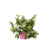 Hydrangea Paniculata 'Confetti' - Hortensia - Pot 19cm - Hoogte 25-40cm