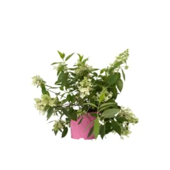 Hydrangea Paniculata 'Confetti' - Hortensia - Pot 19cm - Hoogte 25-40cm