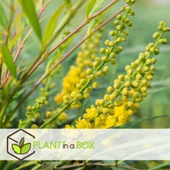 Exporteren Tuin Verge Winkel -Exporteren Tuin Verge Winkel 1000085719 0102