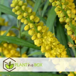 Mahonia Soft Caress - Set Van 4 - Winterhard -12°C - Pot 13cm - Hoogte 30-40cm -Exporteren Tuin Verge Winkel 1000085719 0103