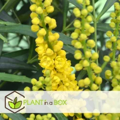 Mahonia Soft Caress - Set Van 4 - Winterhard -12°C - Pot 13cm - Hoogte 30-40cm -Exporteren Tuin Verge Winkel 1000085719 0104