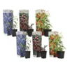 Superfruit - Mix Van 6 - Bosbes - Cranberry - Goji - Pot 9cm - Hoogte 25-40cm