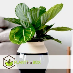 Calathea 'Julia' - Pot 17cm - Hoogte 35-45cm - Luchtzuiverende Kamerplant -Exporteren Tuin Verge Winkel 1000085728 0103