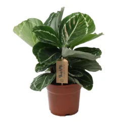 Calathea 'Julia' - Pot 17cm - Hoogte 35-45cm - Luchtzuiverende Kamerplant