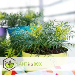 Mahonia Soft Caress - Set Van 2 - Winterhard -12°C - Pot 13cm - Hoogte 30-40cm -Exporteren Tuin Verge Winkel 1000085730 0103