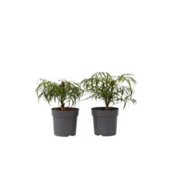 Mahonia Soft Caress - Set Van 2 - Winterhard -12°C - Pot 13cm - Hoogte 30-40cm