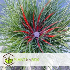 Fascicularia - Set Van 2 - Blauwgrijze Bladeren - Pot 13cm - Hoogte 20-30cm -Exporteren Tuin Verge Winkel 1000085731 0103