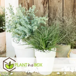 Fascicularia - Set Van 2 - Blauwgrijze Bladeren - Pot 13cm - Hoogte 20-30cm -Exporteren Tuin Verge Winkel 1000085731 0104