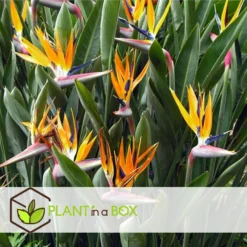 Strelitzia Reginea - Paradijsvogelbloem - Pot 9cm - Hoogte 25-40cm -Exporteren Tuin Verge Winkel 1000085733 0103