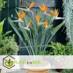 Strelitzia Reginea - Paradijsvogelbloem - Pot 9cm - Hoogte 25-40cm -Exporteren Tuin Verge Winkel 1000085733 0104
