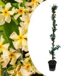 Trachelospermum Jasminoides Star Of Toscane - Pot 17cm - Hoogte 110-120cm -Exporteren Tuin Verge Winkel 1000085750 0100