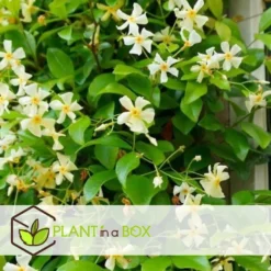Trachelospermum Jasminoides Star Of Toscane - Pot 17cm - Hoogte 110-120cm -Exporteren Tuin Verge Winkel 1000085750 0104